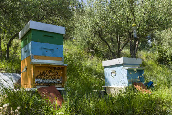 miele_alfred apicoltura_etica_1