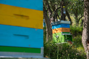 miele_alfred_apiario_11_300